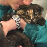 میکس اسکاتیش بریتیش