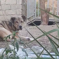 سگ پژدر اصل|سگ|سردشت, |دیوار