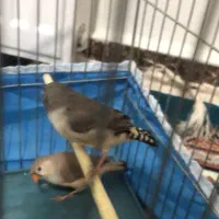 جوجه ۳ماهه فنچ کینگ|پرنده|پاکدشت, پاکدشت (مامازند)|دیوار