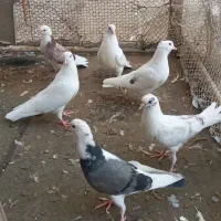 کفتر|پرنده|تهران, افسریه جنوبی|دیوار