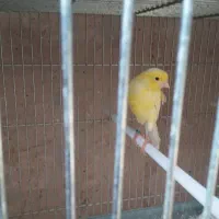 سلام تعداد قناری سوپر یکسرجیورما ده|پرنده|خمینی‌شهر, |دیوار