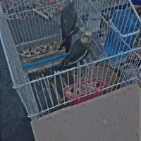 عروس هلندی جفت|پرنده|اشتهارد, |دیوار