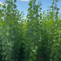 نهال گردو بادام هلو شلیل زردآلو|گل و گیاه طبیعی|رشت, شهرک قدس|دیوار