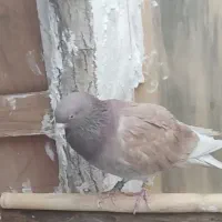 چند عدد کفتر رفته|حیوانات|زنجان, |دیوار