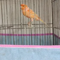 قناری نر سوپر مست شلاقی