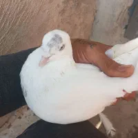 همراه تخم هاشون که چندروزه درمیاد