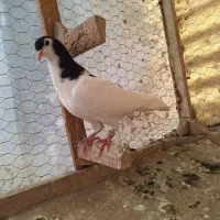 ۲ عدد جوجه خال و سار