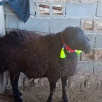 فروش یک راس بره قوچ افشار