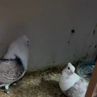 ساتن بلژیکی