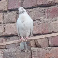 کفتر هوایی و خوش خال خوش سو