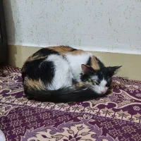 نر و ماده واگذاری فووری
