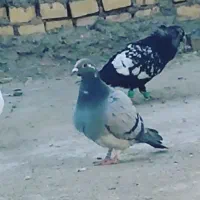 کبوتر گمشده