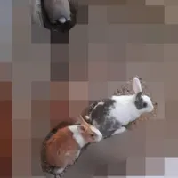خرگوش