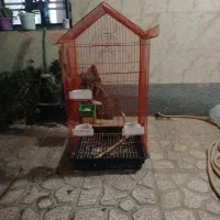 قفس بزرگ طوطی قلات