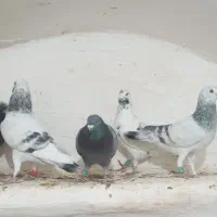 کفتر پرشی آلمانی ودورگ موقعیت کاشمر|پرنده|مشهد, ایثار|دیوار