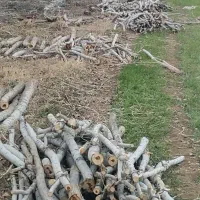 خرید انواع چوب