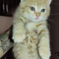 واگذاری رایگان