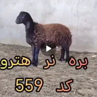 دو راس بر نر هترو|حیوانات مزرعه|سبزوار, رباط|دیوار
