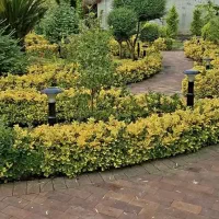 خدمات حرفه‌ای طراحی و نگهداری فضای سبز ویلا