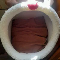 جا خواب گربه