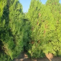 درخت کاج ۱.۵ متری