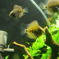 تعدادی ماهی گیاهخوار|ماهی|زابل, |دیوار