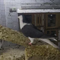 کبوتر شیرازی و پلاکی