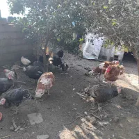 فروش کلی ۱۰ عدد بوقلمون|حیوانات مزرعه|رضوانشهر, |دیوار