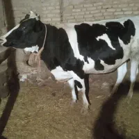 گاو کشتاری