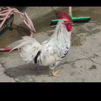 خروس گلین