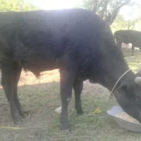 ورزا دورگ