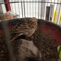 قناری|پرنده|تربت جام, یحیی آباد|دیوار