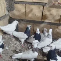 کبوتر|پرنده|دهلران, |دیوار