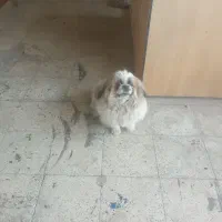 سگ نژاددار