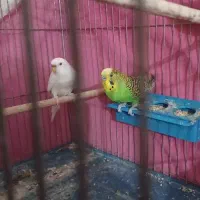 مرغ عشق نر و ماده