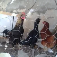 خروس سیاه