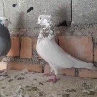 کبوتر|پرنده|مینودشت, |دیوار