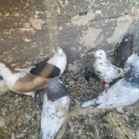 ۱۲تا کفتر رنگه پرشی ضدخوردی