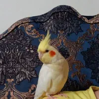 عروس هلندی گمشده ۴میلیون مژدگانی