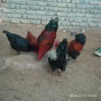 خروس محلی|حیوانات مزرعه|طاغنکوه, |دیوار