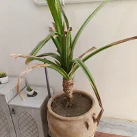 گل و گیاه طبیعی|گل و گیاه طبیعی|مشهد, شهرک بهارستان|دیوار