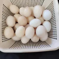 تخم مرغ محلی