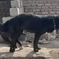 سگ قره سراب|سگ|رفسنجان, |دیوار