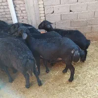 گوسفند قره قزل درجه 1