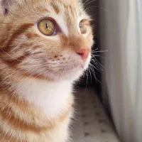 گمشده
