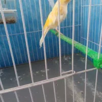 قناری عروس کوتوله مرغ عشق سهره|پرنده|سبزوار, قلعه‌نو دهزار|دیوار