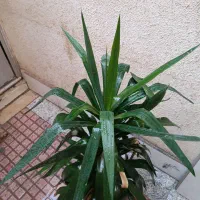 گل یوکا طبیعی