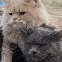 گربه بریتیش لانگ هیر فوری