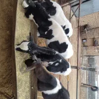 گوساله هولشتاین