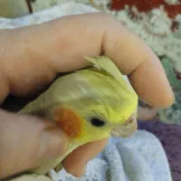 عروس هلندی نر